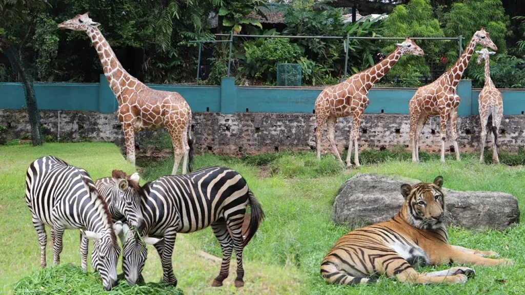 ආපදා නිසා වැසූනු සත්වෝද්‍යාන යළි විවෘත කෙරේ