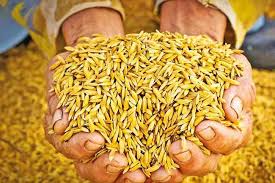 මහ කන්නයේ වී අස්වැන්න මිලදී ගැනීම ඇරඹේ