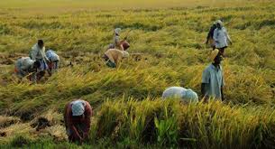 ගොවි ජනතාවට ඉන්ධන ලබාගැනීමට විශේෂ වැඩපිළිවෙළක් ගොවි ජනතාවට ඉන්ධන ලබාගැනීමට විශේෂ වැඩපිළිවෙළක්