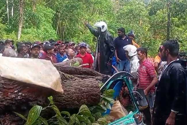 ත්‍රීරෝද රථයක් මතට ගසක් කඩා වැටී පාසල් සිසුවෙකු ඇතුළු තිදෙනෙක් මරුට