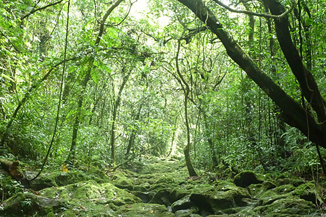 වනාන්තර 5ක් රක්ෂිත බවට පත් කෙරේ